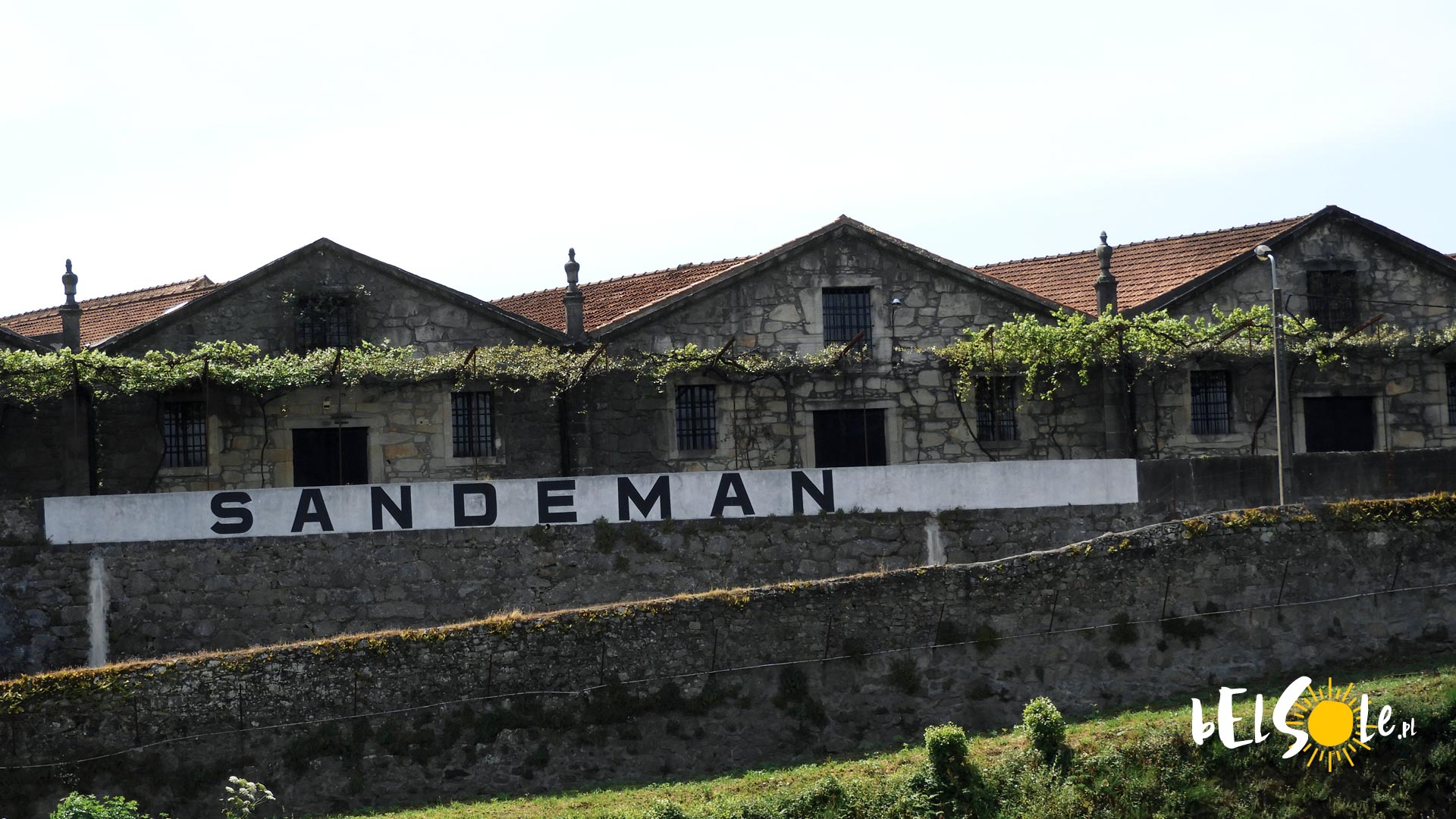 Sandeman vineyard