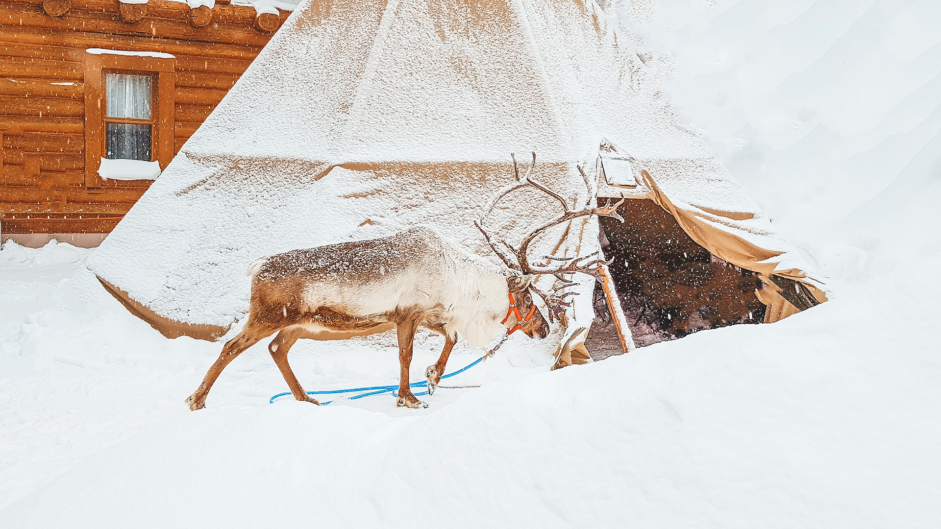 reindeers farm