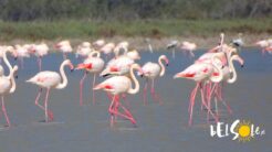 Cyprus Flamingos