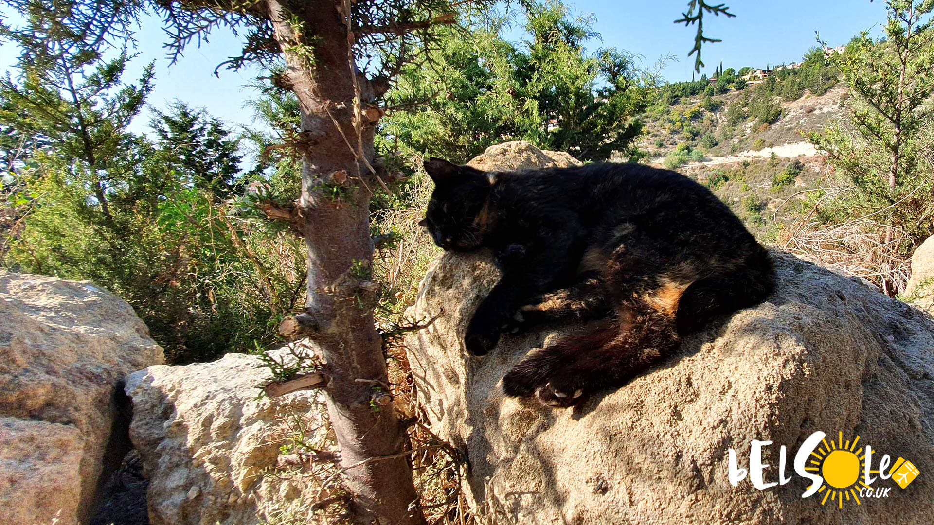 catpark Cyprus