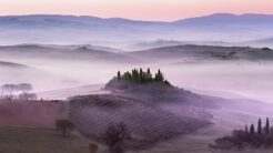 tuscany_lavender